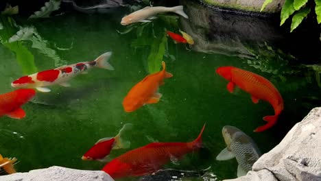 koi fish in a pond