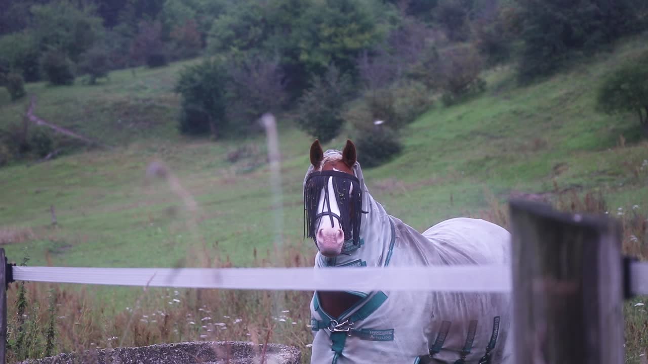 Horse looking towards camera in Scandinavian nature.