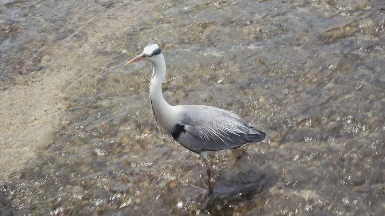 Grey heron gracefully standing in the flowing waters of the Kamo River in Kyoto, Japan, blending serene wildlife with the tranquil beauty of its habitat.