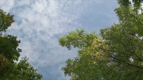 Cielo-Azul-En-Movimiento-Y-árboles-Verdes