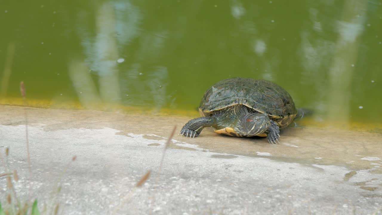 European Pond Turtule, turtoise, sunbathing on edge of pond
