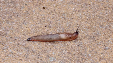 a slug moves slowly across sandy ground