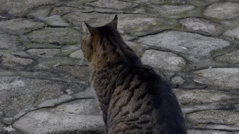 Enojado-Gato-Atigrado-Gris-Y-Marrón-Sentado-En-El-Camino-De-Piedra-Mirando-A-Su-Alrededor