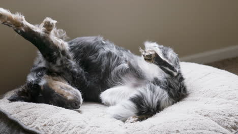 dog laying upside down on bed stretches and wags tail