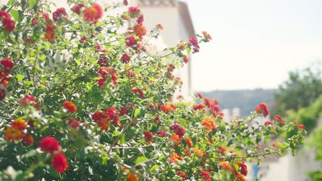 lantana flowers by a white house