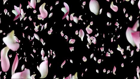 pink lotus petals flying.