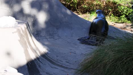 seal moving around its zoo habitat