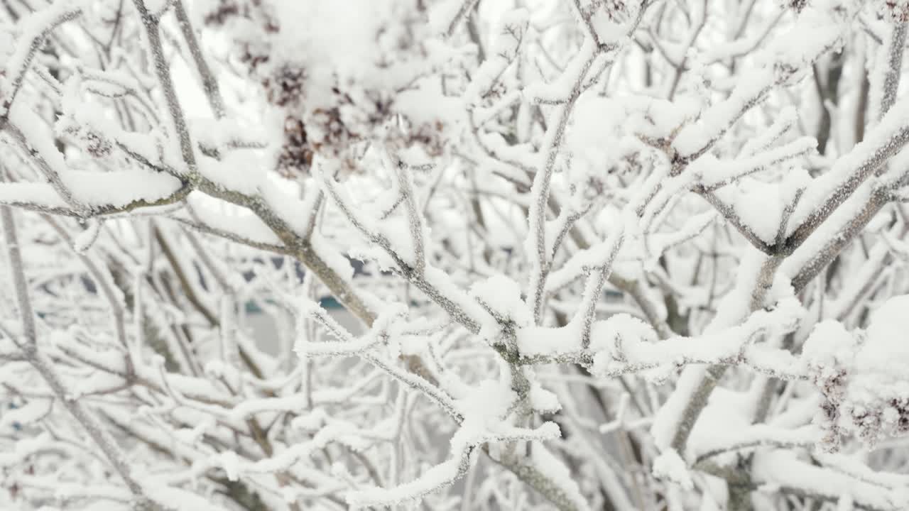 primer plano de un árbol totalmente congelado y cubierto de nieve, invierno frío, día