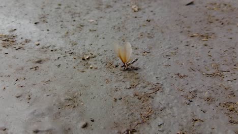 Slow-Motion-Shot-of-a-Termite,-Insect-Moving-its-Wings-Dancing-on-Wet-Muddy-Sandy-Ground