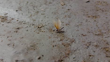 Toma-En-Cámara-Lenta-De-Una-Termita,-Un-Insecto-Moviendo-Sus-Alas-Bailando-Sobre-Un-Suelo-Arenoso-Húmedo-Y-Fangoso