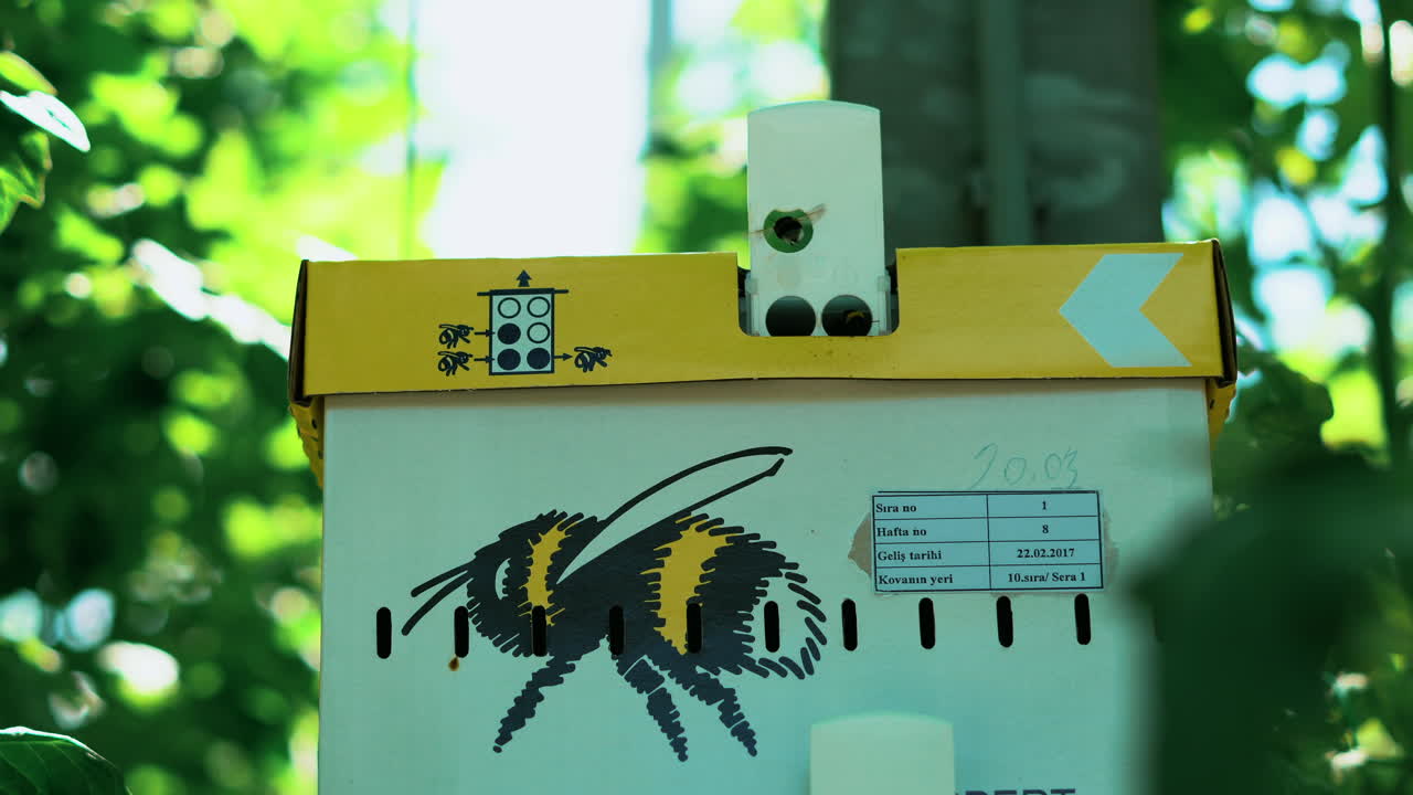 Beehive with bees in a greenhouse with tomatoes.