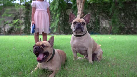 girl holding leash of two french bulldog at garden in summer.