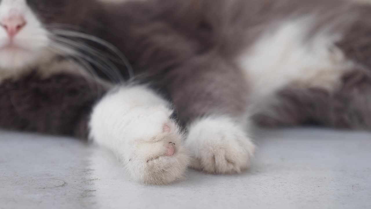 Close-up of cat paws