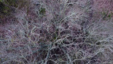 Aerial-drone-backward-moving-shot-of-dirt-road-between-leafless-trees-in-Thetford-forest,-Norfolk,-USA-on-an-autumn-day