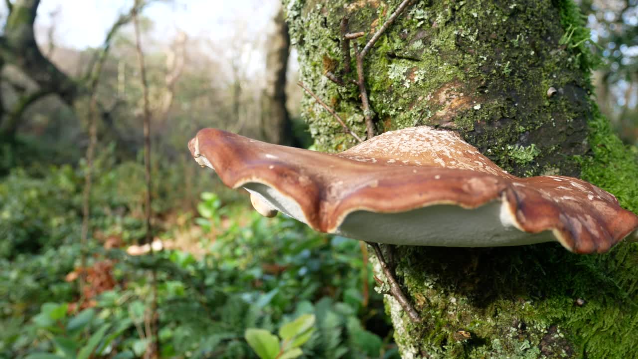 Wild Autumn mushroom fungi growing on woodland mossy forest tree trunk dolly left closeup