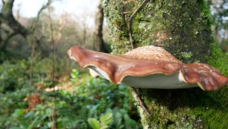 Wilde-Pilzpilze-Im-Herbst,-Die-Auf-Wäldern-Wachsen,-Bemooster-Waldbaumstamm-Dolly-Links-In-Der-Nähe