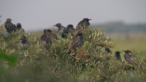 flock of european starlings perched on top of bush while preening in denmark