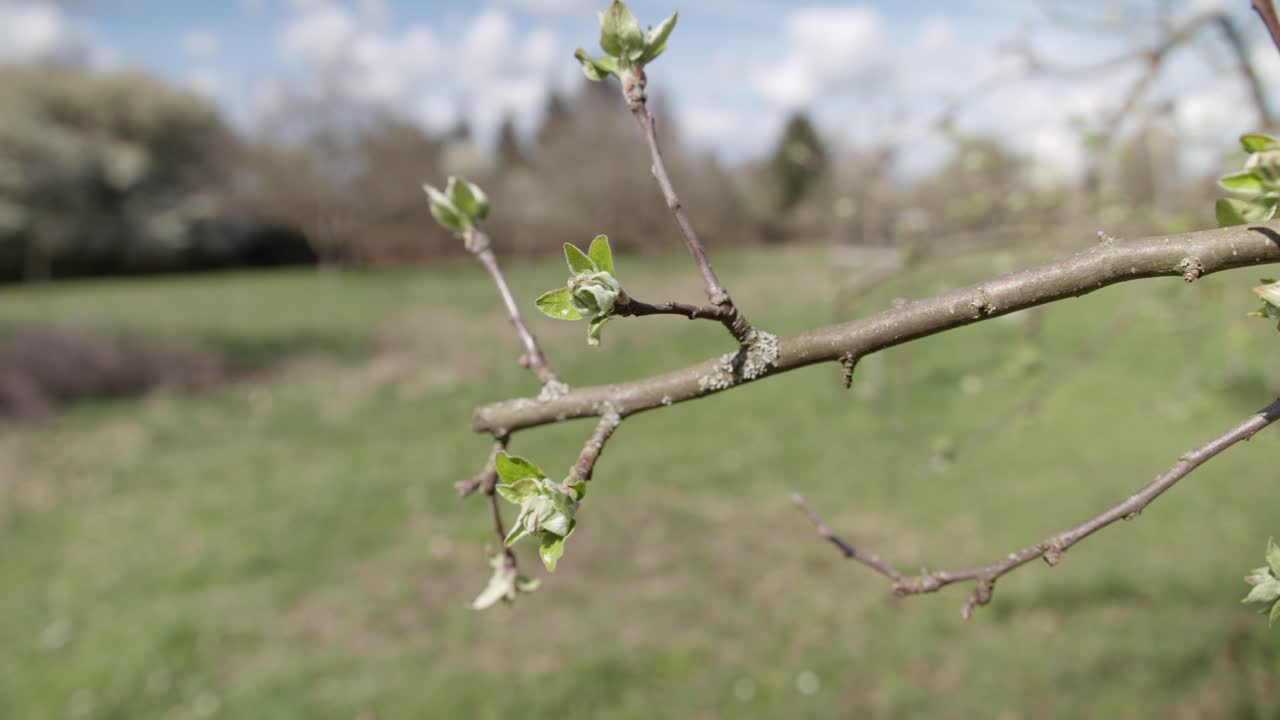 Closeup truck shot showing the apple blossom on a a apple tree, on a bright summers day