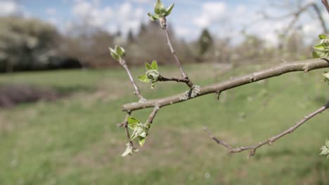 Closeup truck shot showing the apple blossom on a a apple tree, on a bright summers day