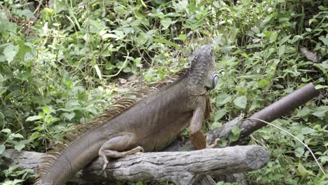 un primer plano de una iguana o un dragón barbudo encaramado en un tronco mirando alrededor y rodeado de una densa vegetación frondosa