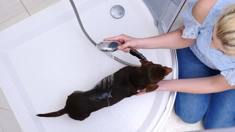 mujer lavando a su pequeño perro en el baño