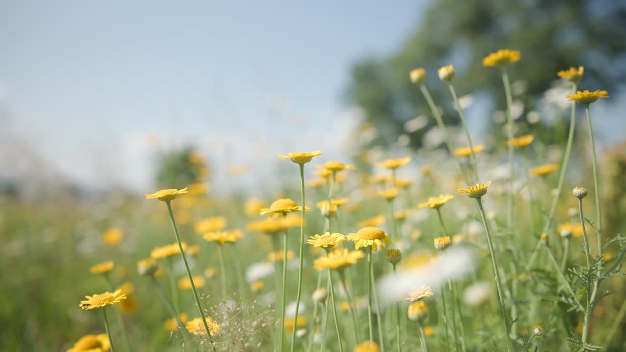 초록색 잔디, 노란색과  ⁇ 색 꽃 여름 일몰