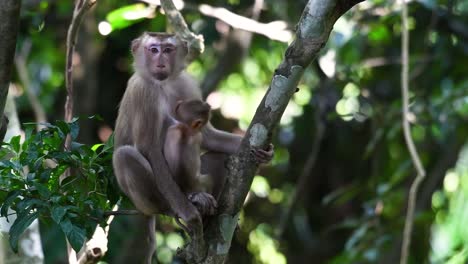 el macaco de cola de cerdo del norte es un primate comúnmente encontrado en el parque nacional de khao yai aunque es una especie vulnerable.