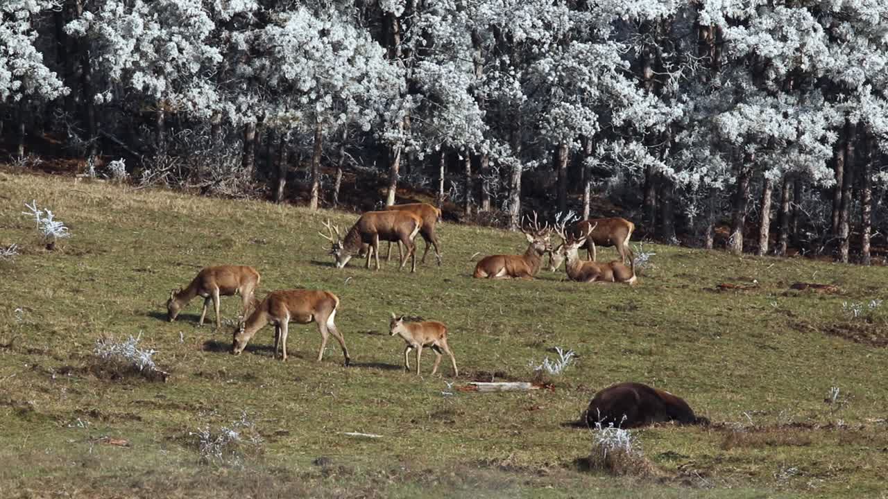 Deers and bison living together as an animal family on a green field with a frozen wonderland forest as background, conservation concept