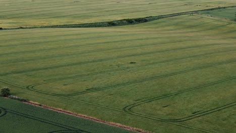 drone approaches green rolling fields in windy english countryside on sunny summer day, wind texture on grassland