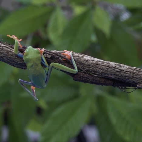 Amazing-shot-of-an-acrobatic-red-eyed-tree-frog-jumping-and-landing-on-a-branch-1