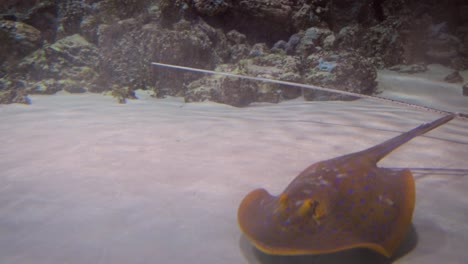 Stingrays-under-water.-Stingrays-are-a-group-of-sea-rays,-which-are-cartilaginous-fish-related-to-sharks.