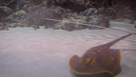 rayas bajo el agua. las rayas son un grupo de rayas marinas, que son peces cartilaginosos relacionados con los tiburones.