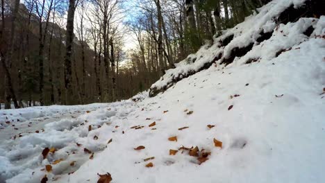 bosque de invierno rodeado de montañas