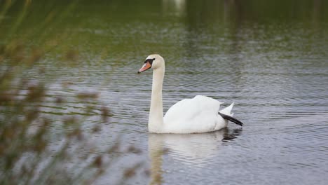 Close-up-of-one-white-mute-swan-swim-on-calm-lake-with-reflection-alone