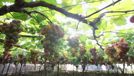 Uvas-Maduras-Cuelgan-De-Las-Ramas,-Haciéndolas-Lucir-Tentadoras-Bajo-La-Luz-Del-Sol