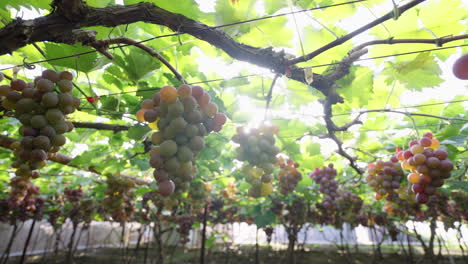 las uvas maduras cuelgan de las ramas, haciéndolas parecer tentadoras bajo la luz del sol