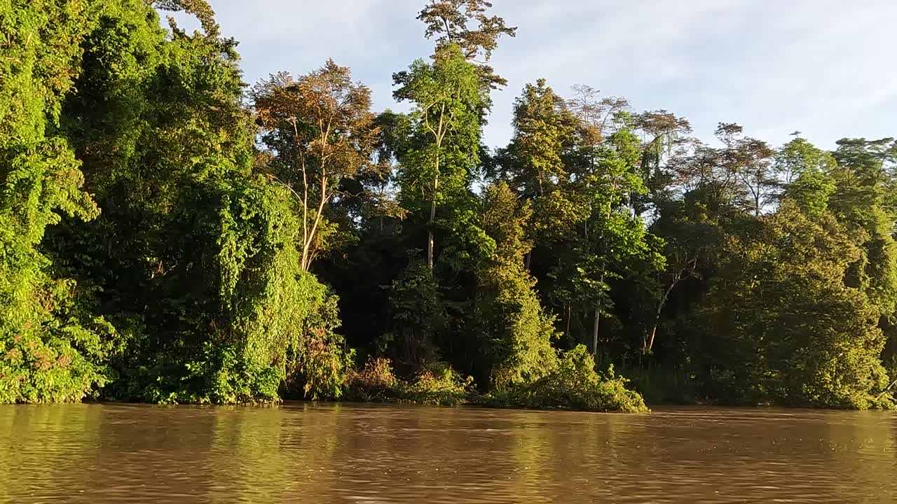 paseo en barco por el río kinabatangan crucero en boreno más allá de los árboles tropicales