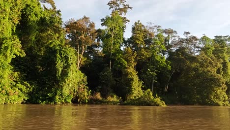 Boat-ride-sailing-along-Kinabatangan-river-cruise-in-Boreno-past-tropical-trees