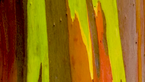 HD-Hawaii-Kauai-slow-motion-tight-shot-boom-down-a-rainbow-eucalyptus-tree-trunk