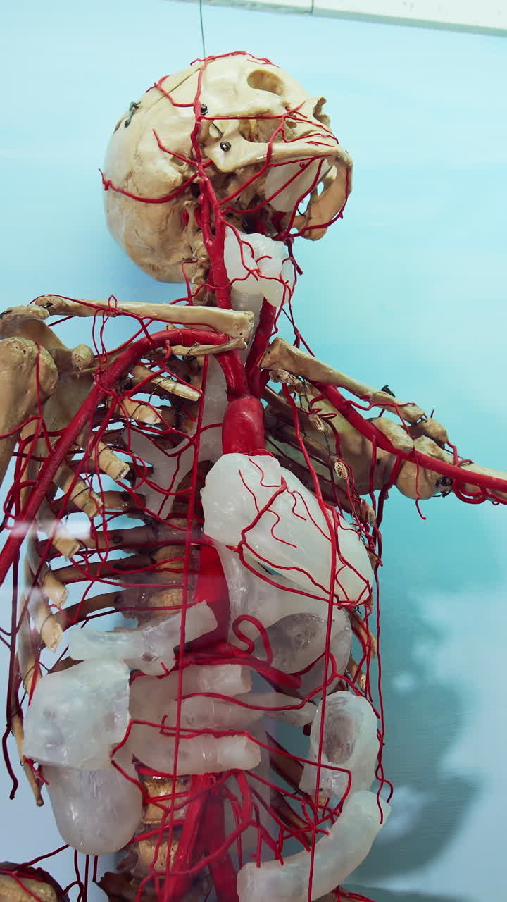 Full size human body skeleton model. Layout skeleton with circulatory system made of plastic on blue background. Vertical video