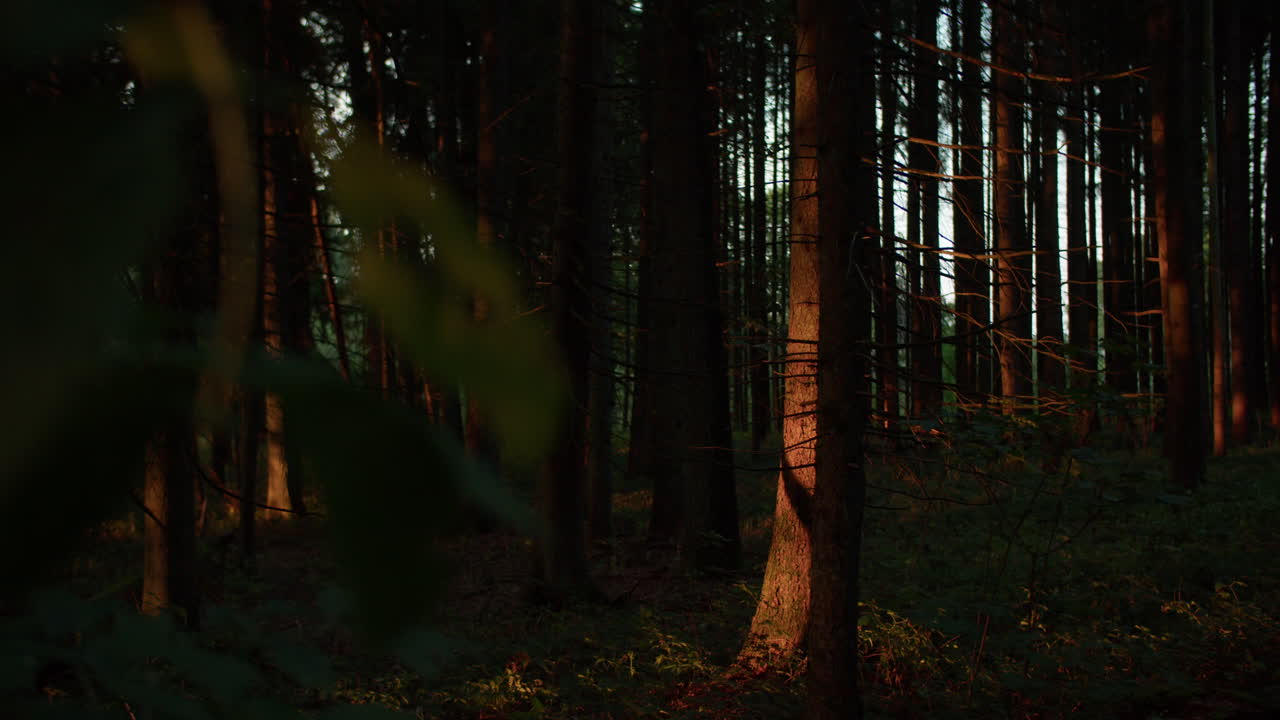 Inquadratura media di un albero illuminato lateralmente, la telecamera si sposta a destra rivelando una foresta.