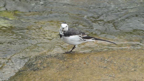 white wagtail walking on rocky wet stream coast searching seaweed or algae food, amur wagtail bird forages by the fast flowing creek