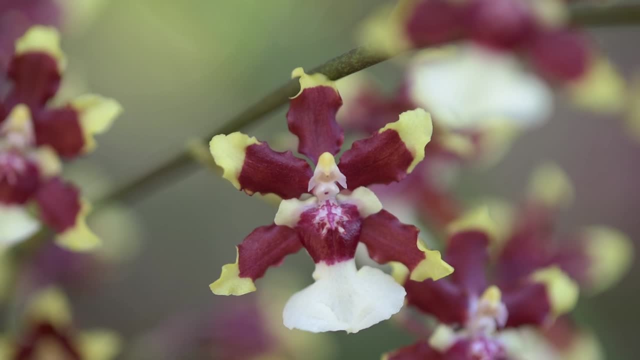 Oncidium Aka Baby 'Raspberry Chocolate' orchid flower detail, blurred background