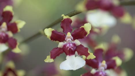 oncidium aka baby 'raspberry chocolate' orchid flower detail, blurred background