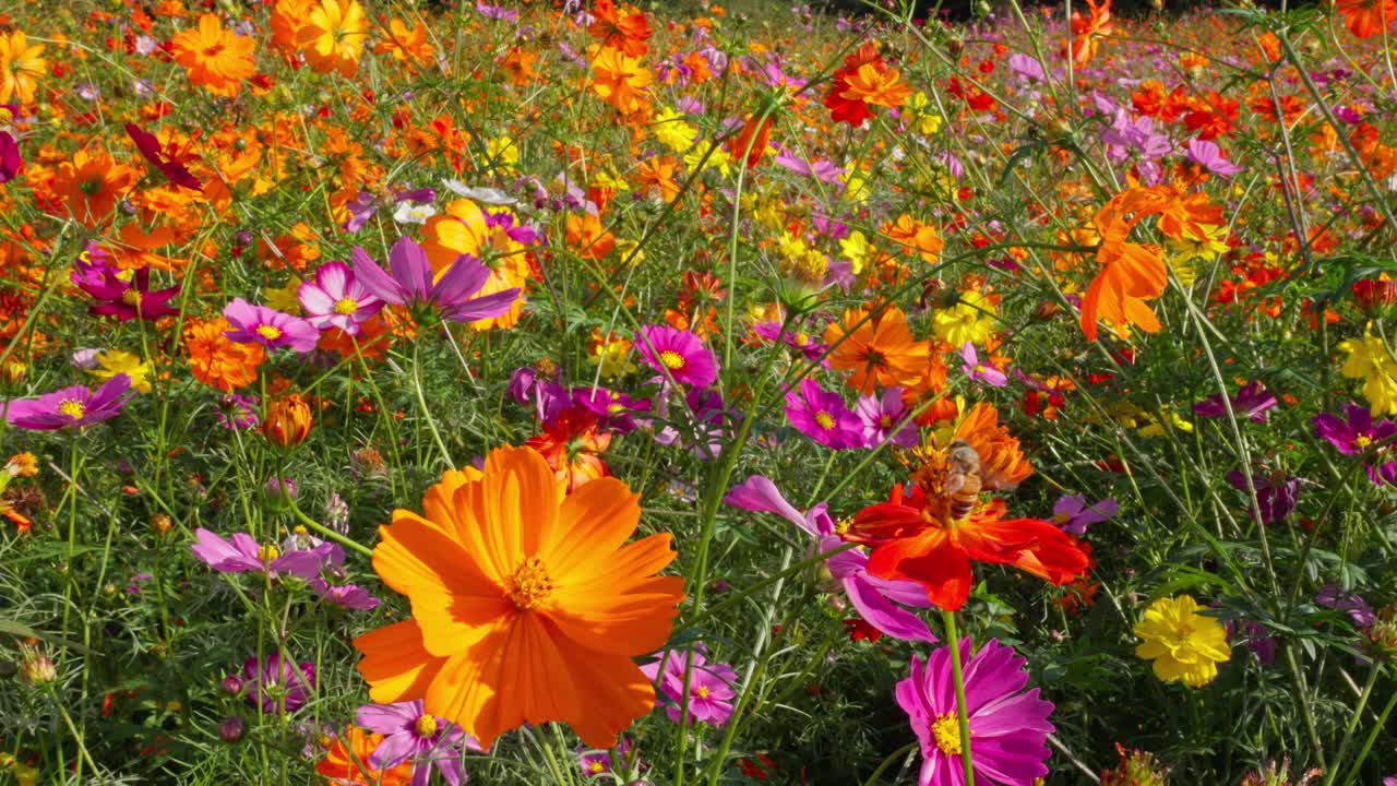 A vibrant close-up of diverse cosmos flowers in full bloom, featuring prominent orange, pink, yellow, and red petals. The rich colors fill the frame, showcasing the beauty of autumn nature.