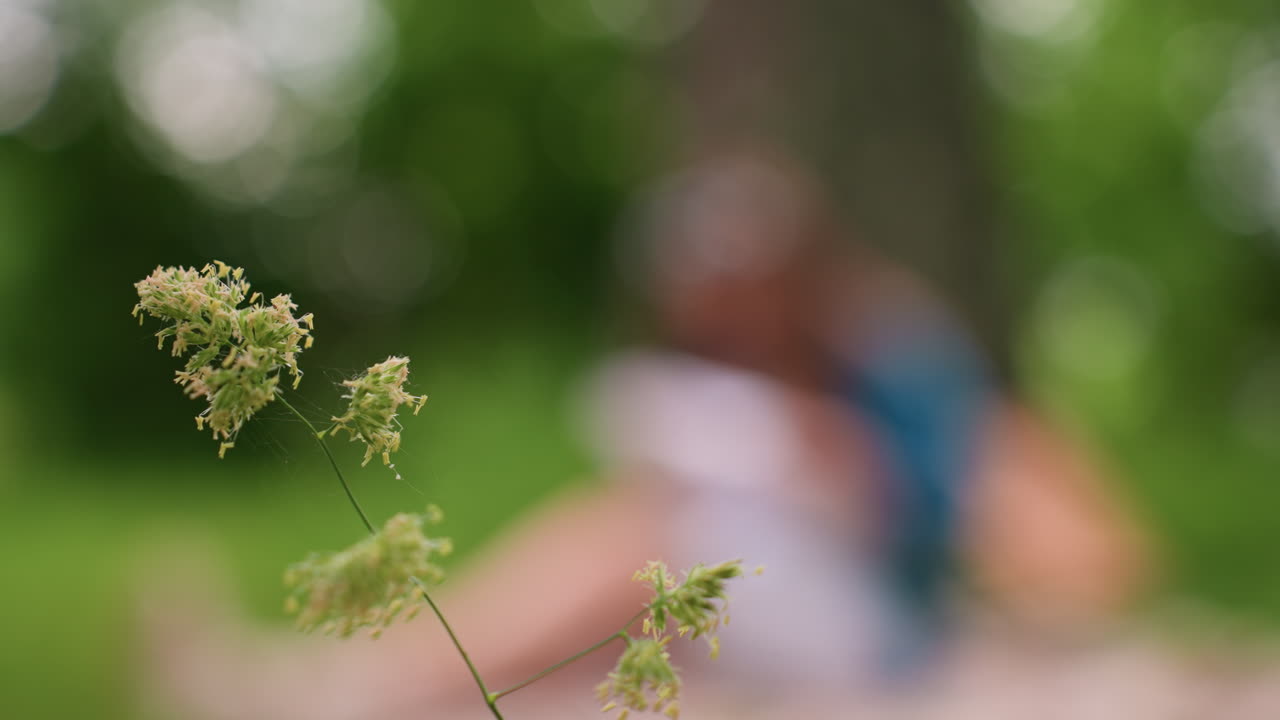 Close up of delicate wild grass with fine cobwebs swaying in soft breeze, blurred view of person sitting in background on green meadow under sunlight