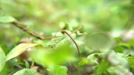 A-leech-is-a-forest-animal-whose-main-diet-is-blood