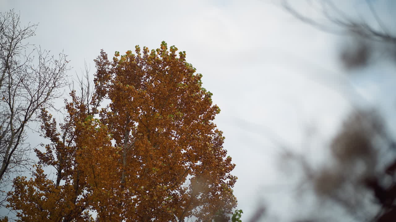 las hojas doradas de los árboles se balancean en el suave viento, en contraste con las ramas secas bajo un suave cielo de otoño, el movimiento del follaje captura la esencia de la transición estacional.
