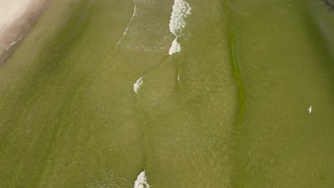 Schnorchler,-Schlittschuhe,-Hai-Draufsicht-Auf-Die-Smaragdküste-In-Der-Nähe-Von-Gulfshores,-Alabama