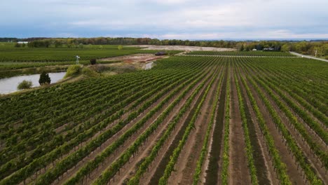 Aerial-view-of-the-vineyard-by-the-pond-with-forest-in-the-distance